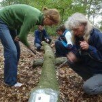 paddestoelen pluggen zetten