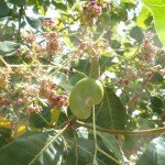 Cashew Tree (Anacardium occidentale)