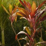 Statia rain shower