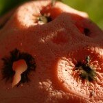 Clathrus crispus