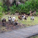 feral pigs